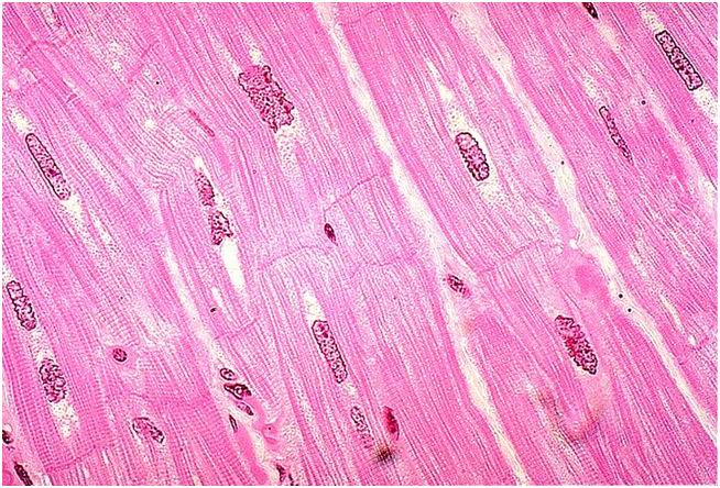 Cellulari muscolari cardiache coltivate in vitro impiantate per la prima volta.